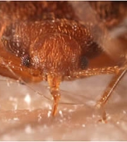 bed-bug-upclose-head-mouth